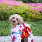 ワンちゃん着物